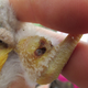 A hawk chick suffering from a Philornis infestation on the leg